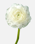 Ranunculus White