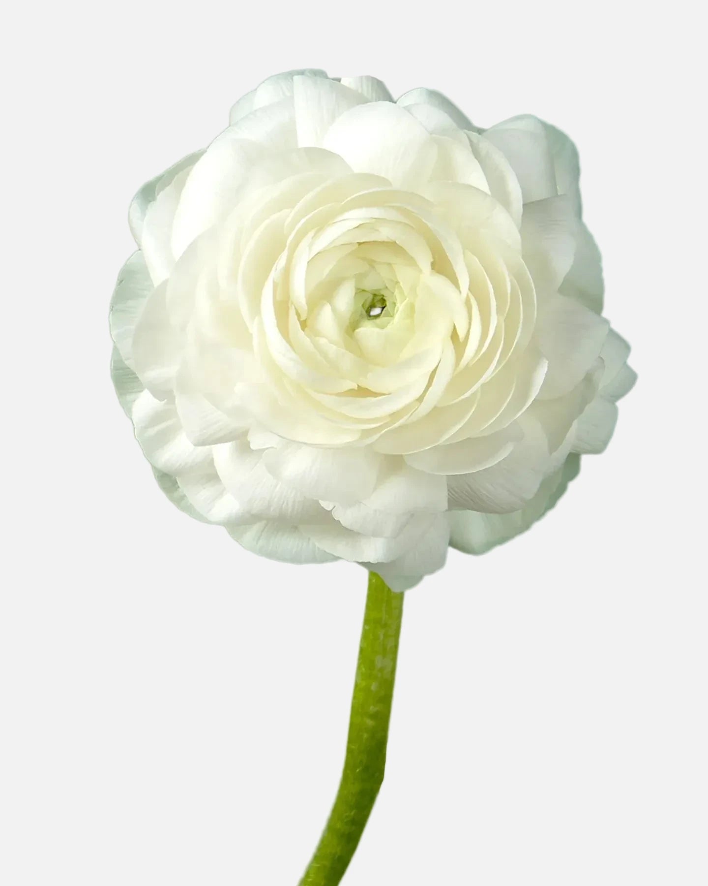 Ranunculus White