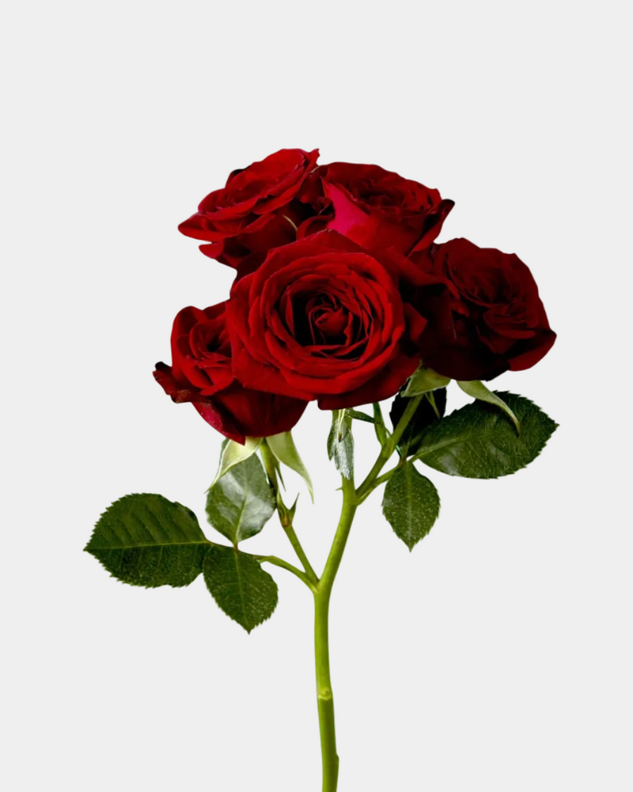 Mini Rosas Rojas