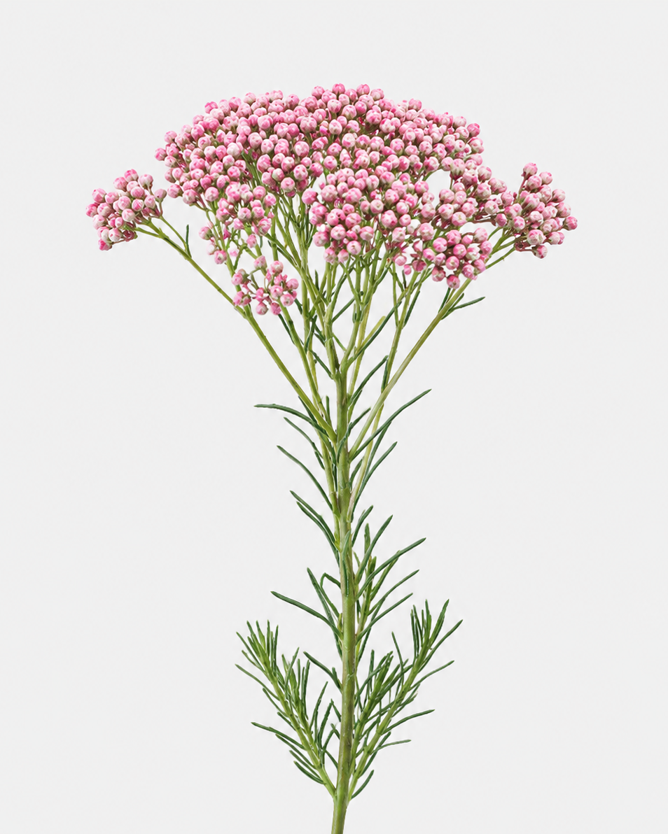 Rice Flowers Pink