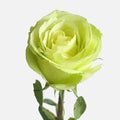 Green Romance Roses Long