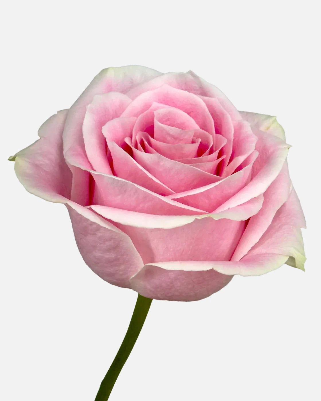 Rosita Vendela Roses Pink Long