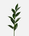 Ruscus Israeli