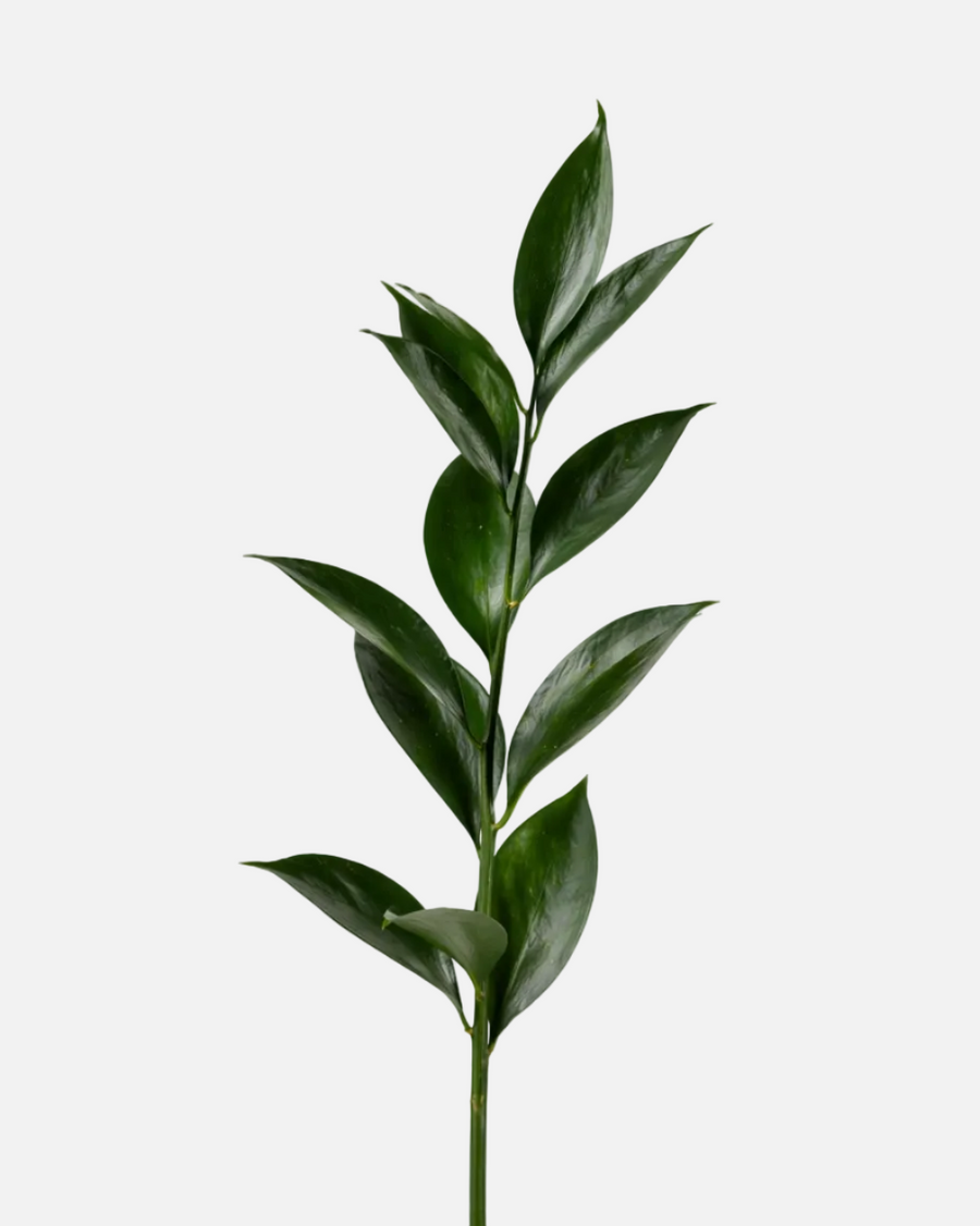 Ruscus israelí