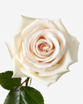 Sand Castle Roses Short