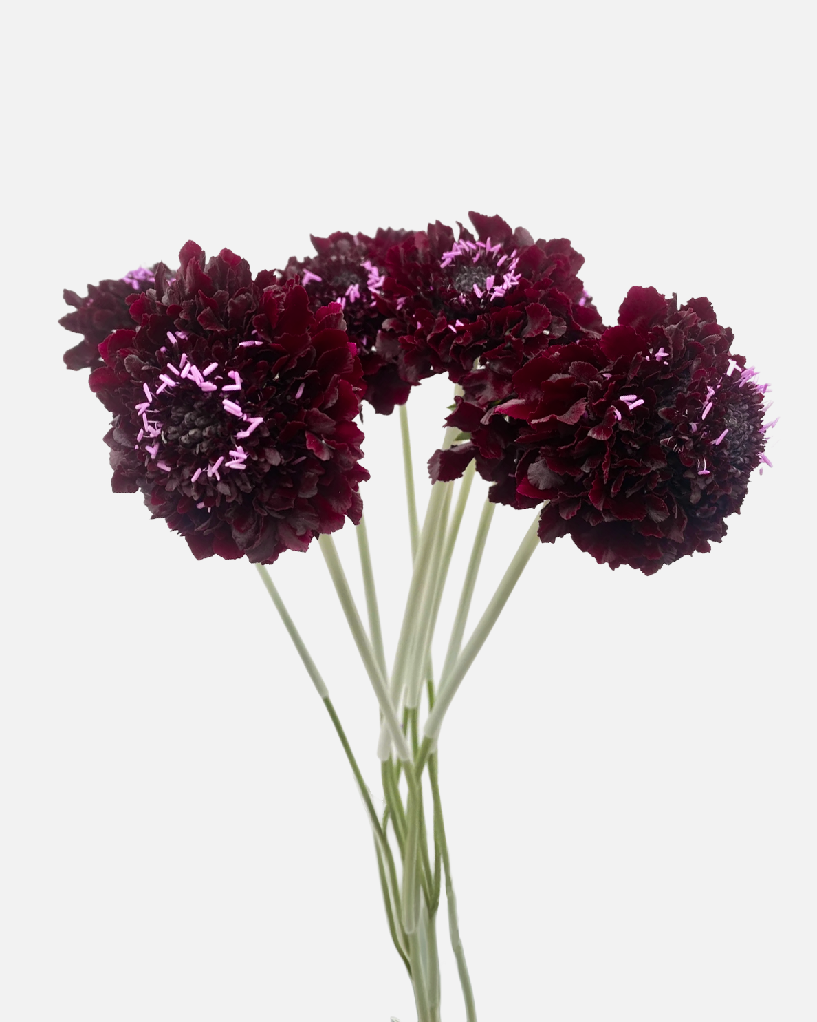Scabiosa Burgundy
