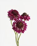 Scabiosa Purple