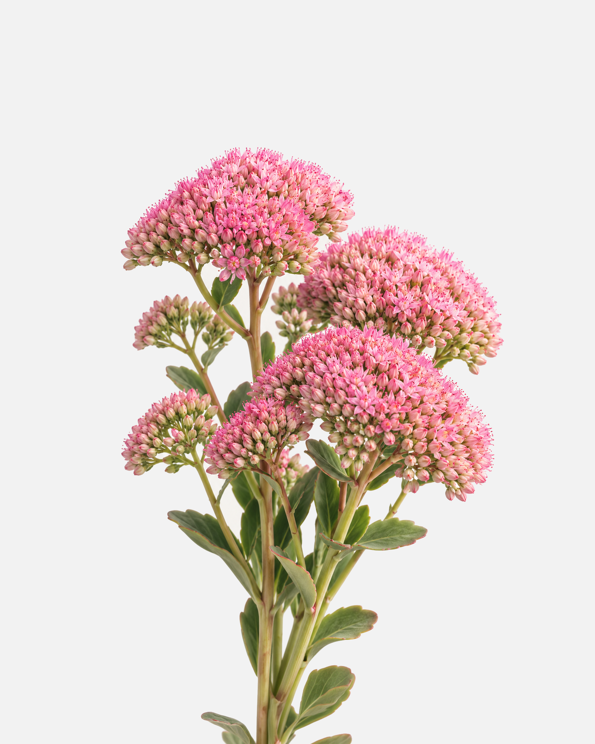 Sedum Pink