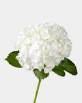 Hydrangea White Select
