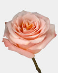 Shimmer Roses Peach Long
