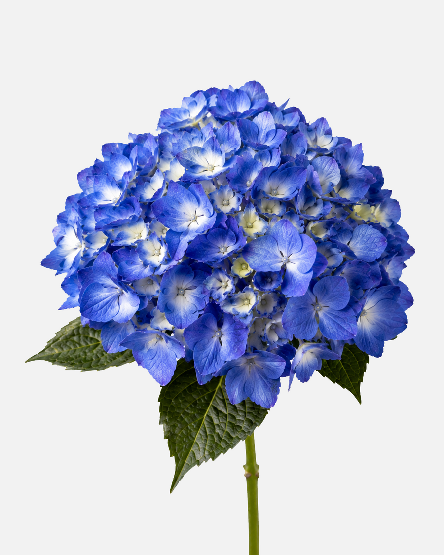 Hortensia Azul Impactante
