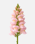 Snapdragon Pink