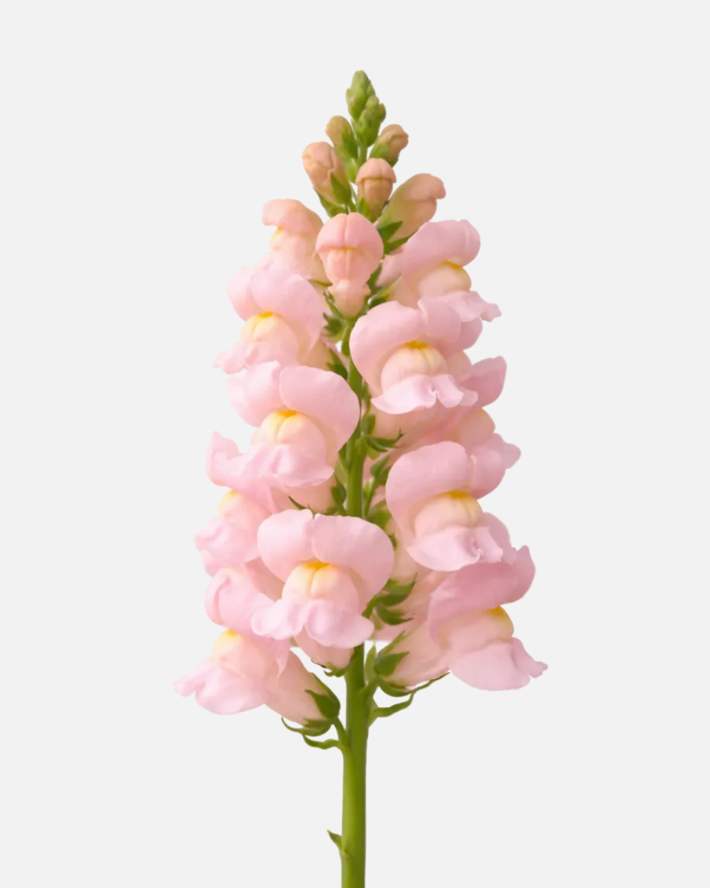 Snapdragon Pink