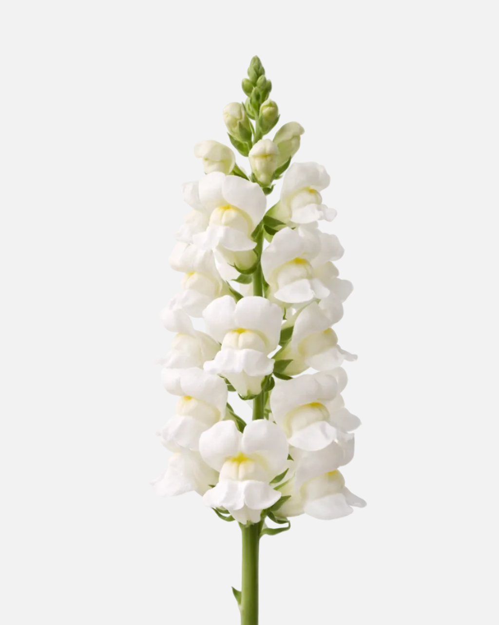 Snapdragon White