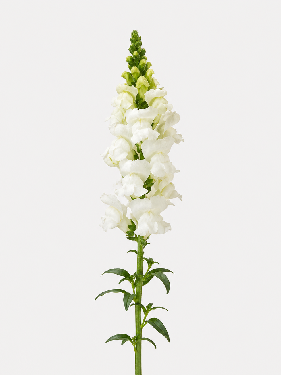 Snapdragon White