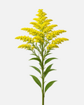 Solidago