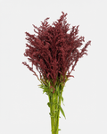 Solidago Tinted Burgundy