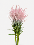 Solidago Rosa Claro