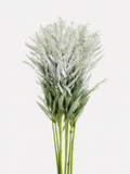Solidago Teñida de Blanco