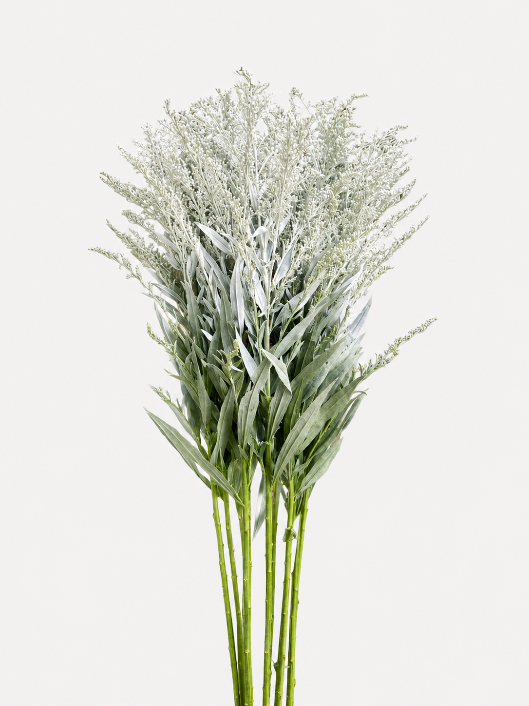 Solidago Teñida de Blanco