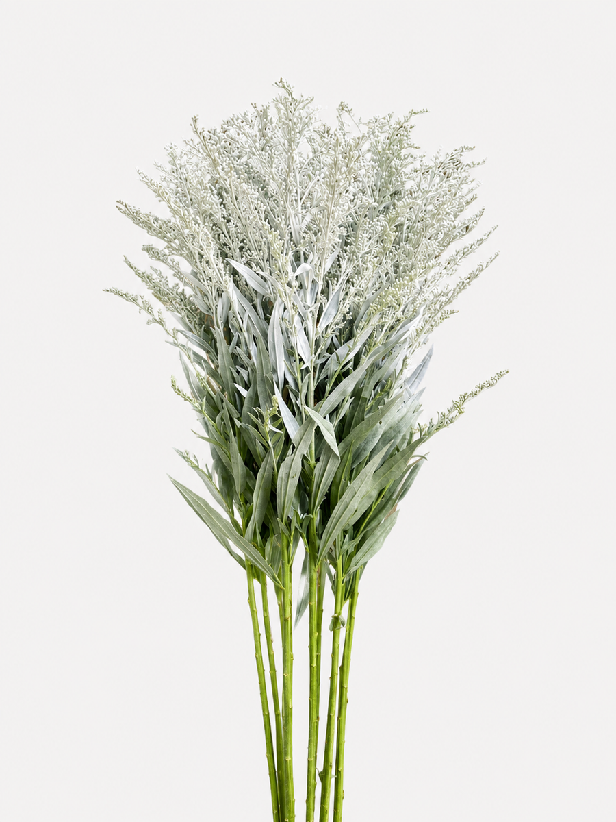 Solidago Teñida de Blanco