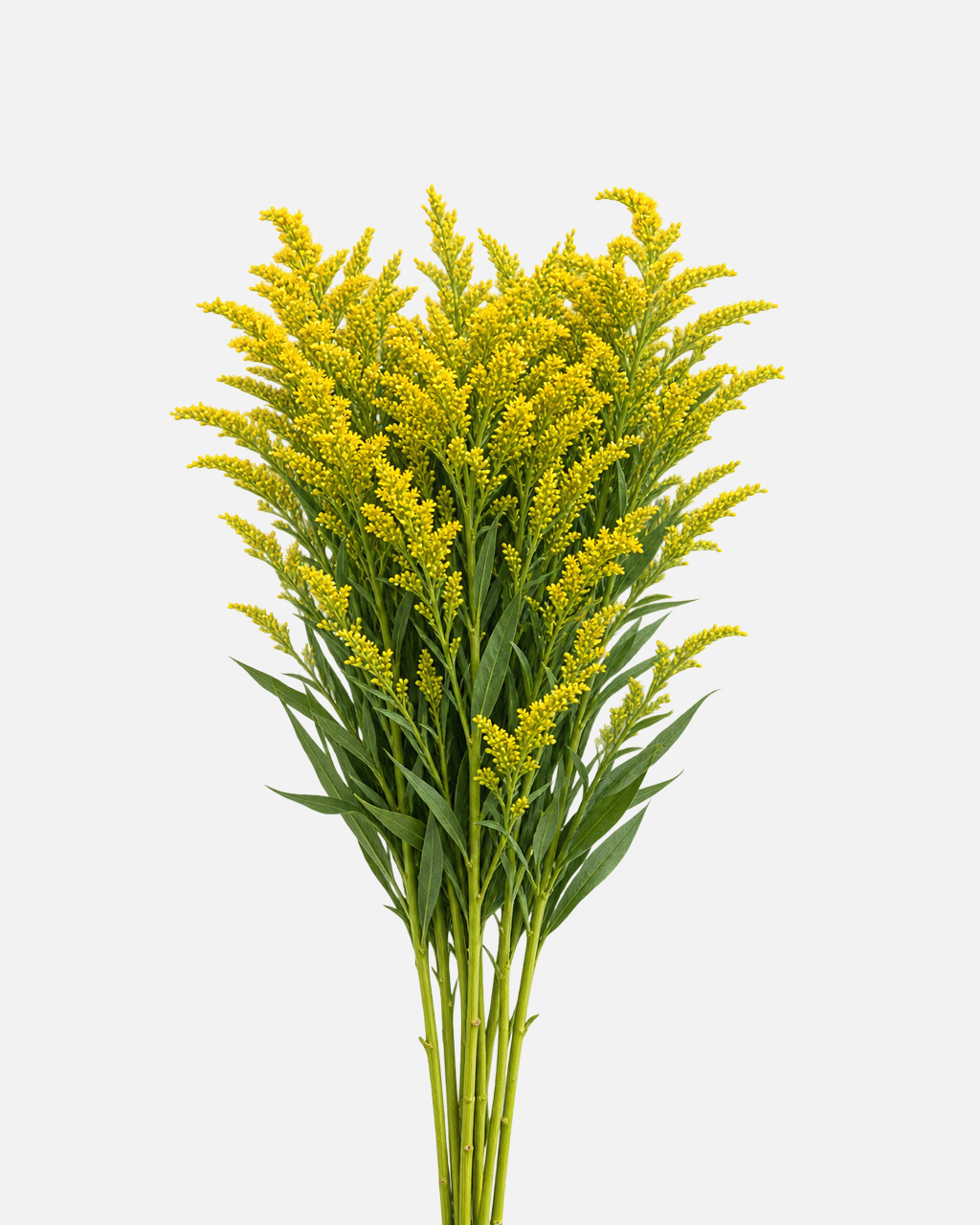 Solidago