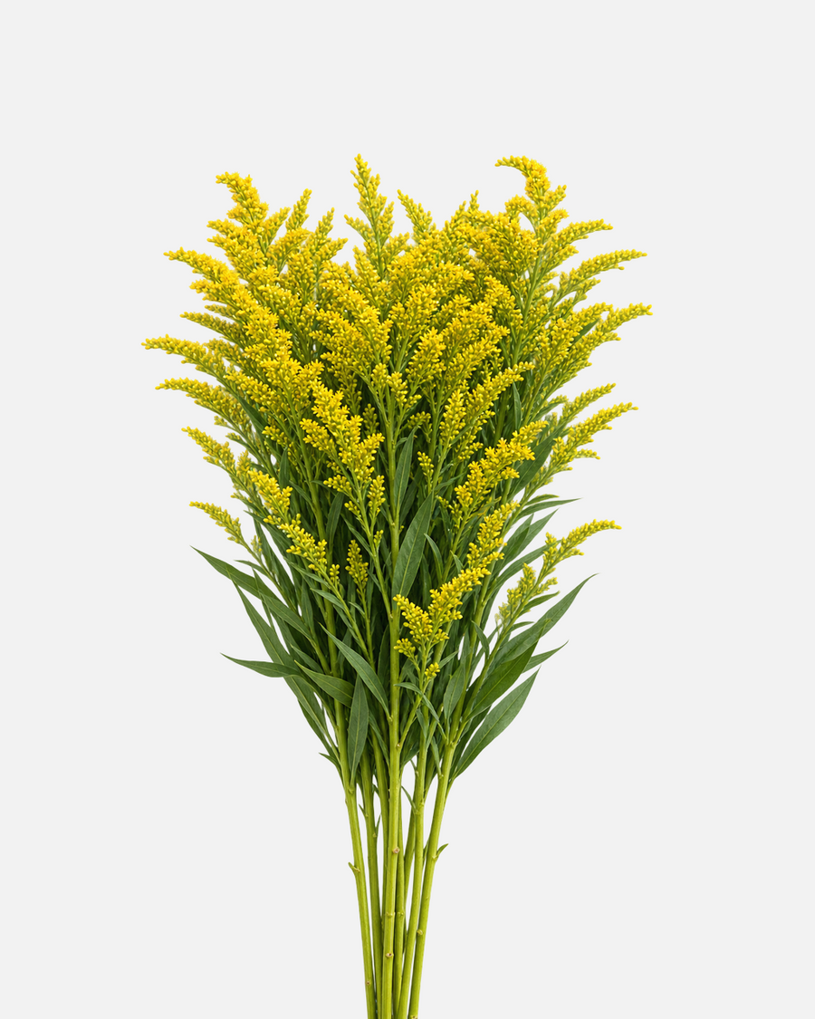 Solidago