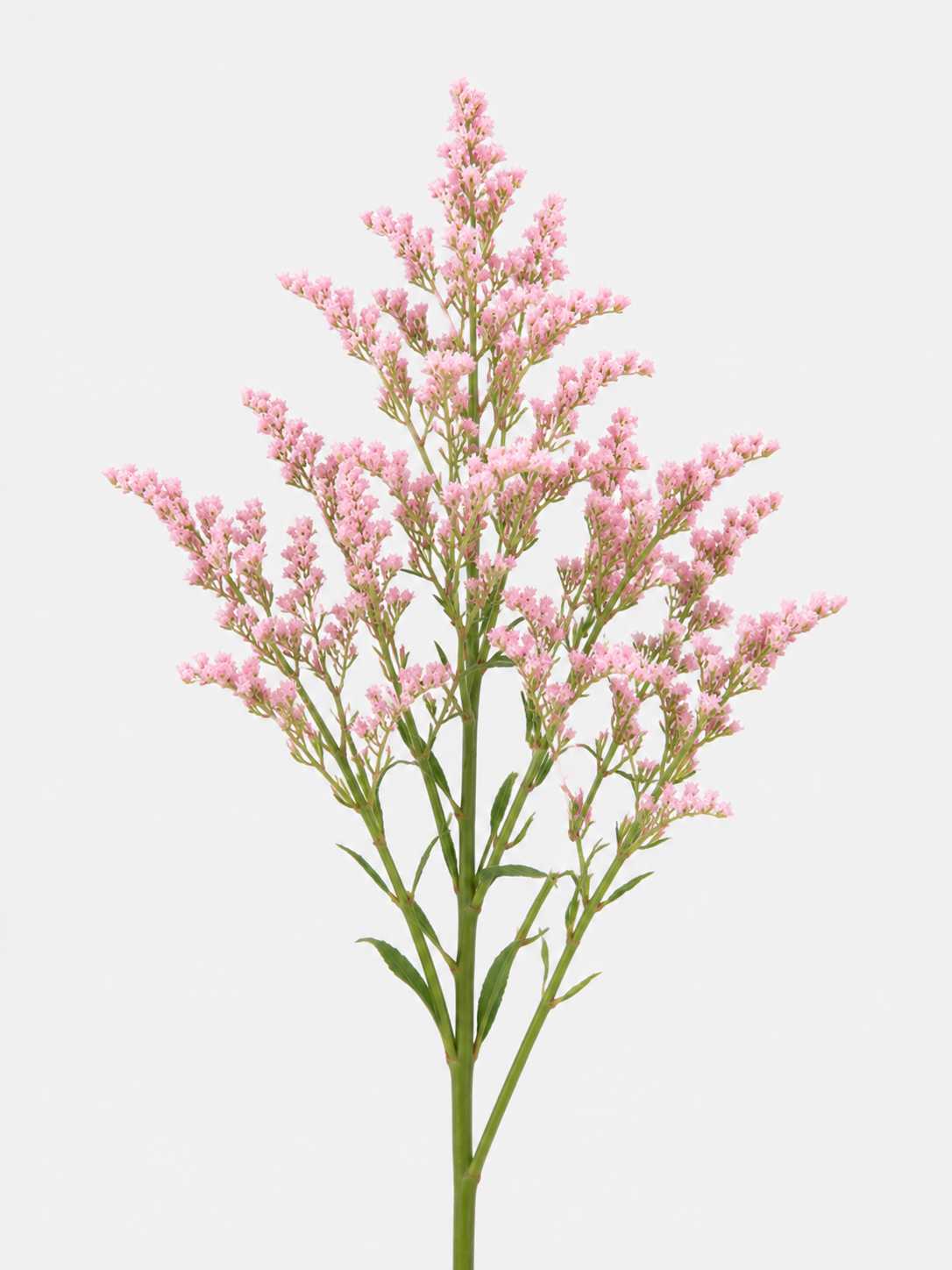 Solidago Light Pink