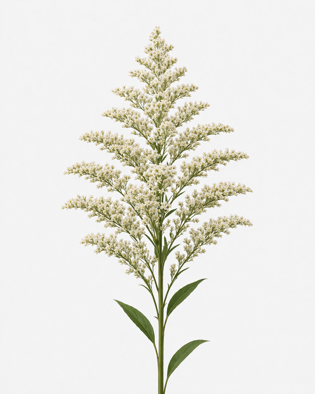 Solidago White Tinted