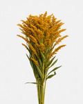 Solidago Orange