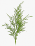 Asparagus Sprengeri