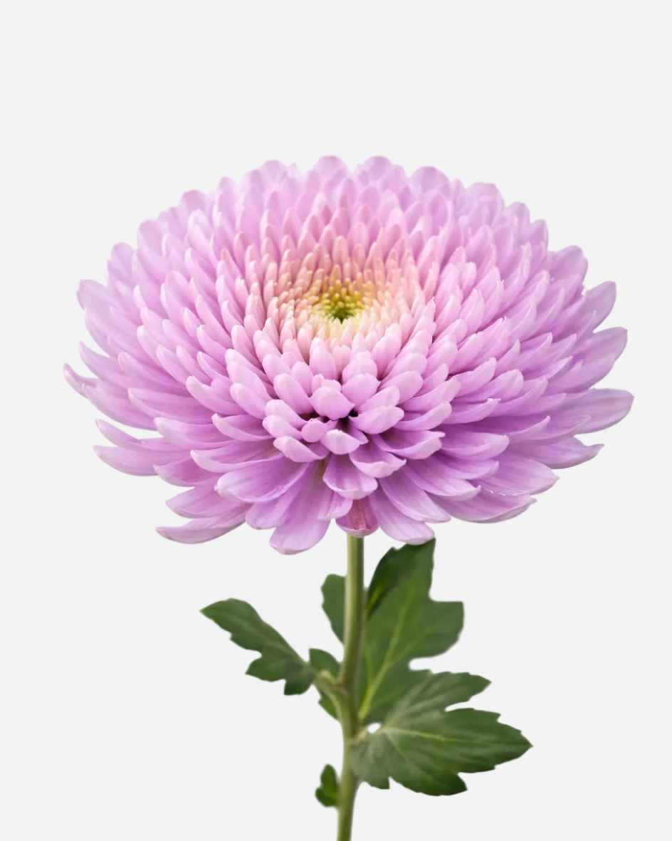 Spider Mums Cremons Lavender