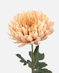 Spider Mums Cremons Peach