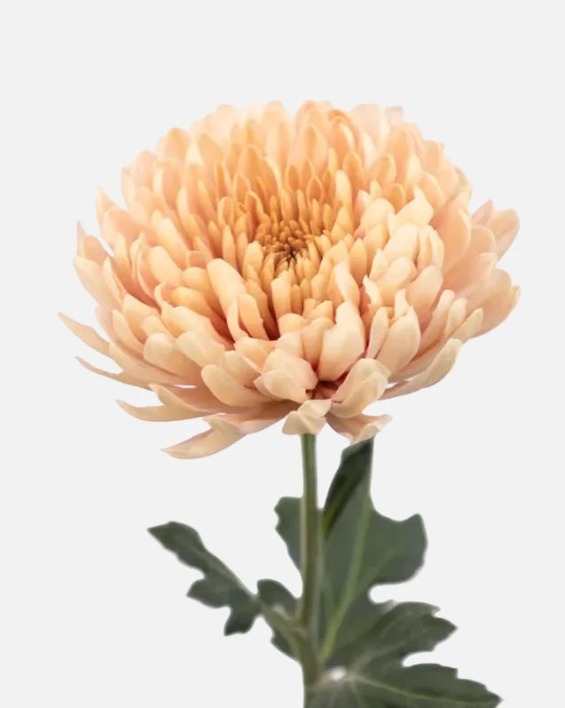 Spider Mums Cremons Peach