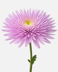 Spider Mums Lavender