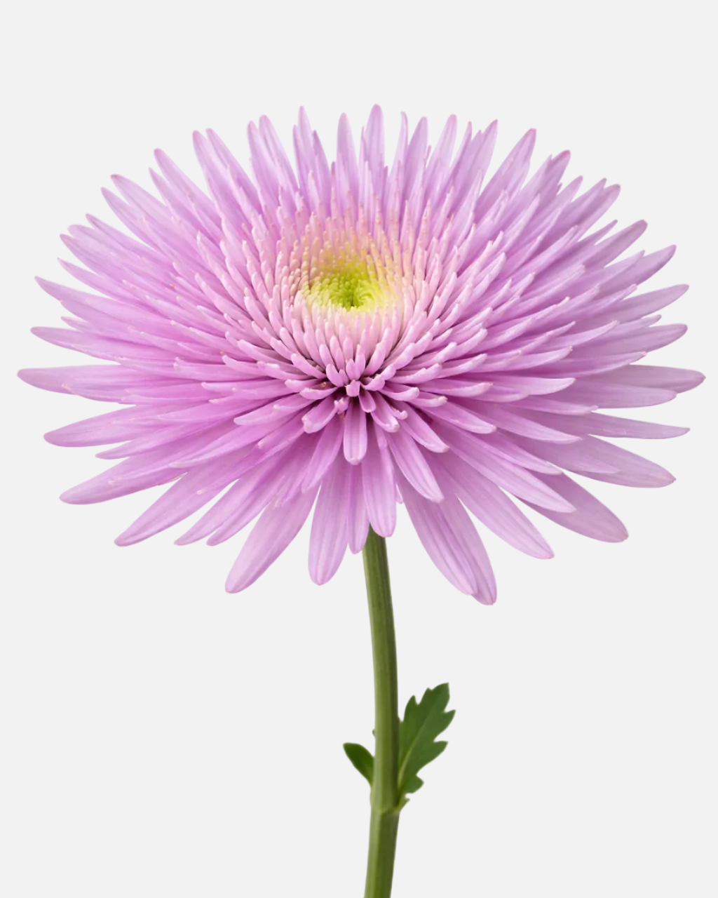 Spider Mums Lavender