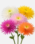 Spider Mums Assorted Box