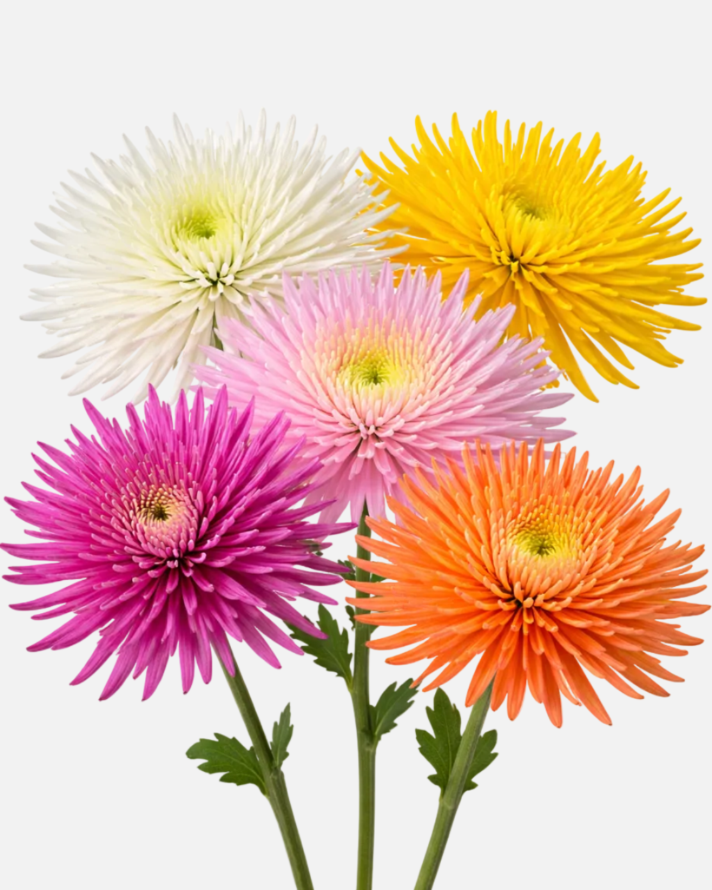 Spider Mums Assorted Box