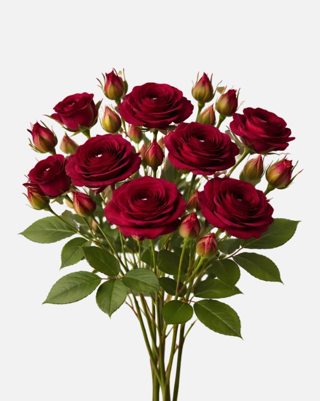 Spray Roses Burgundy