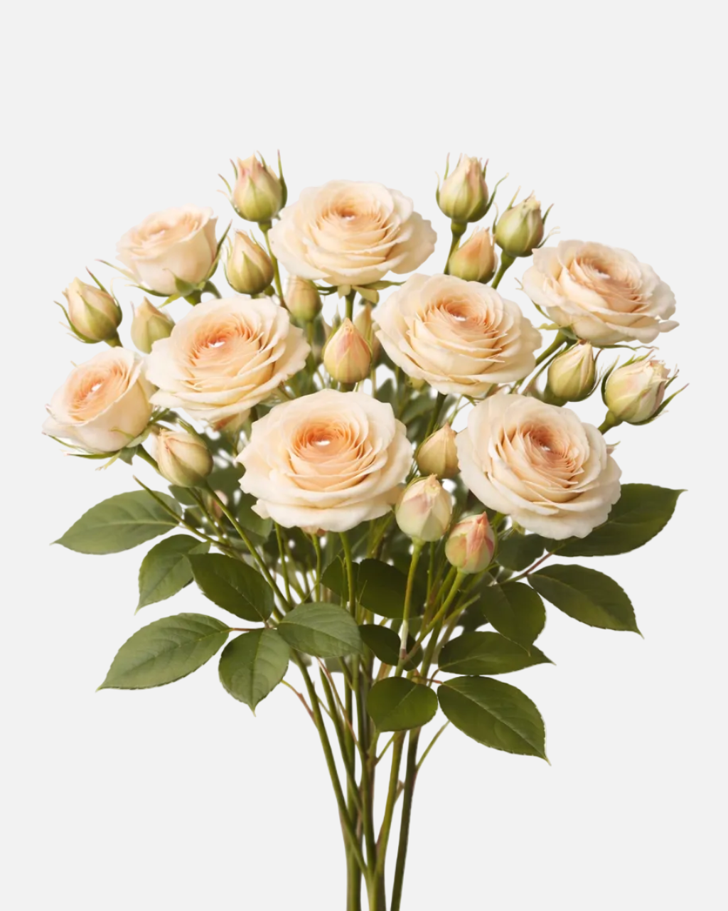 Spray Roses Cream Sahara