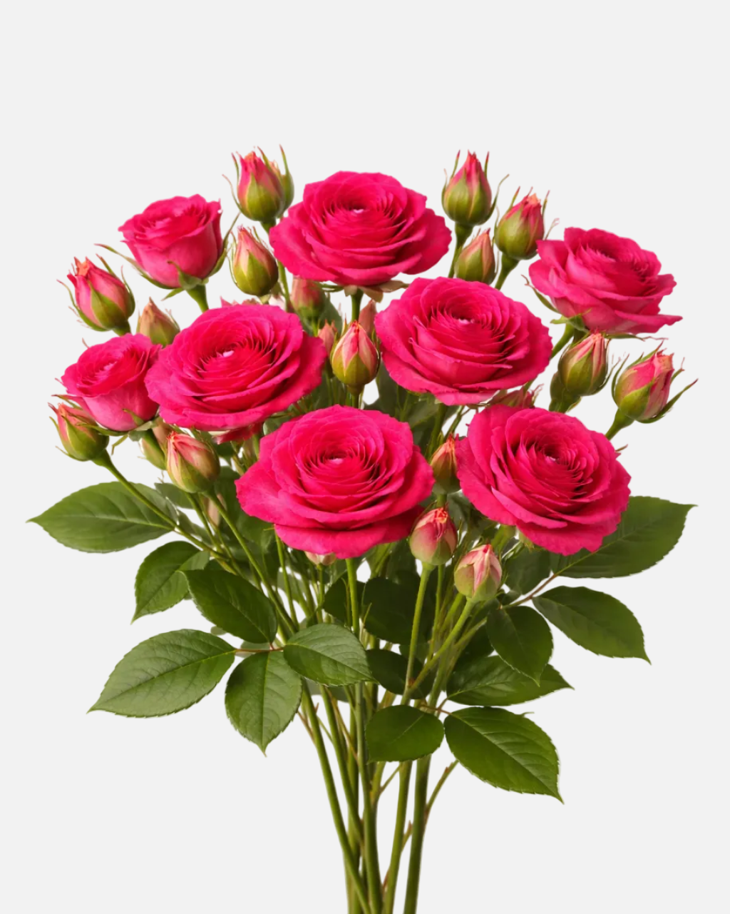 Spray Roses Hot Pink
