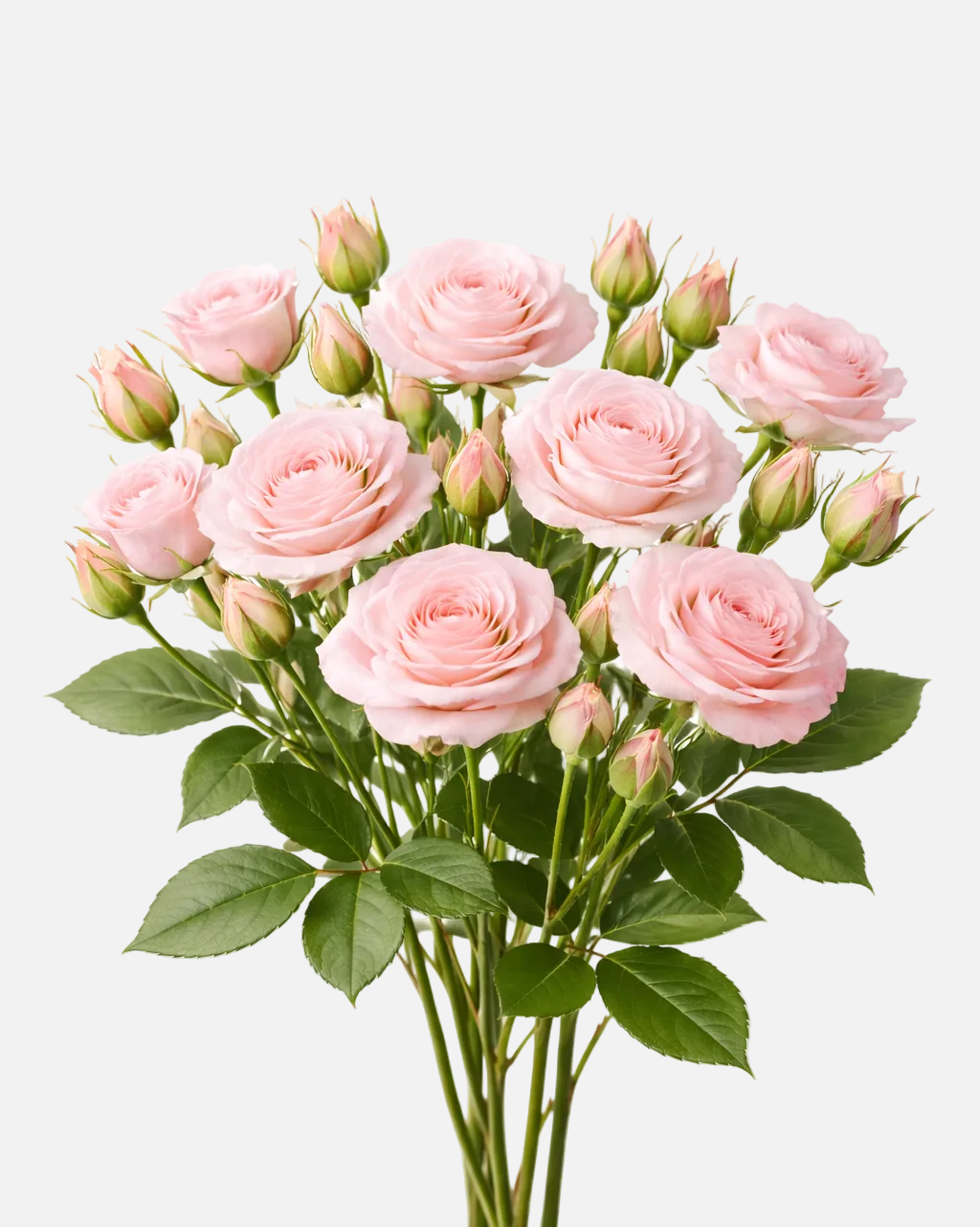 Spray Roses Light Pink