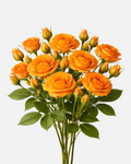 Spray Roses Orange