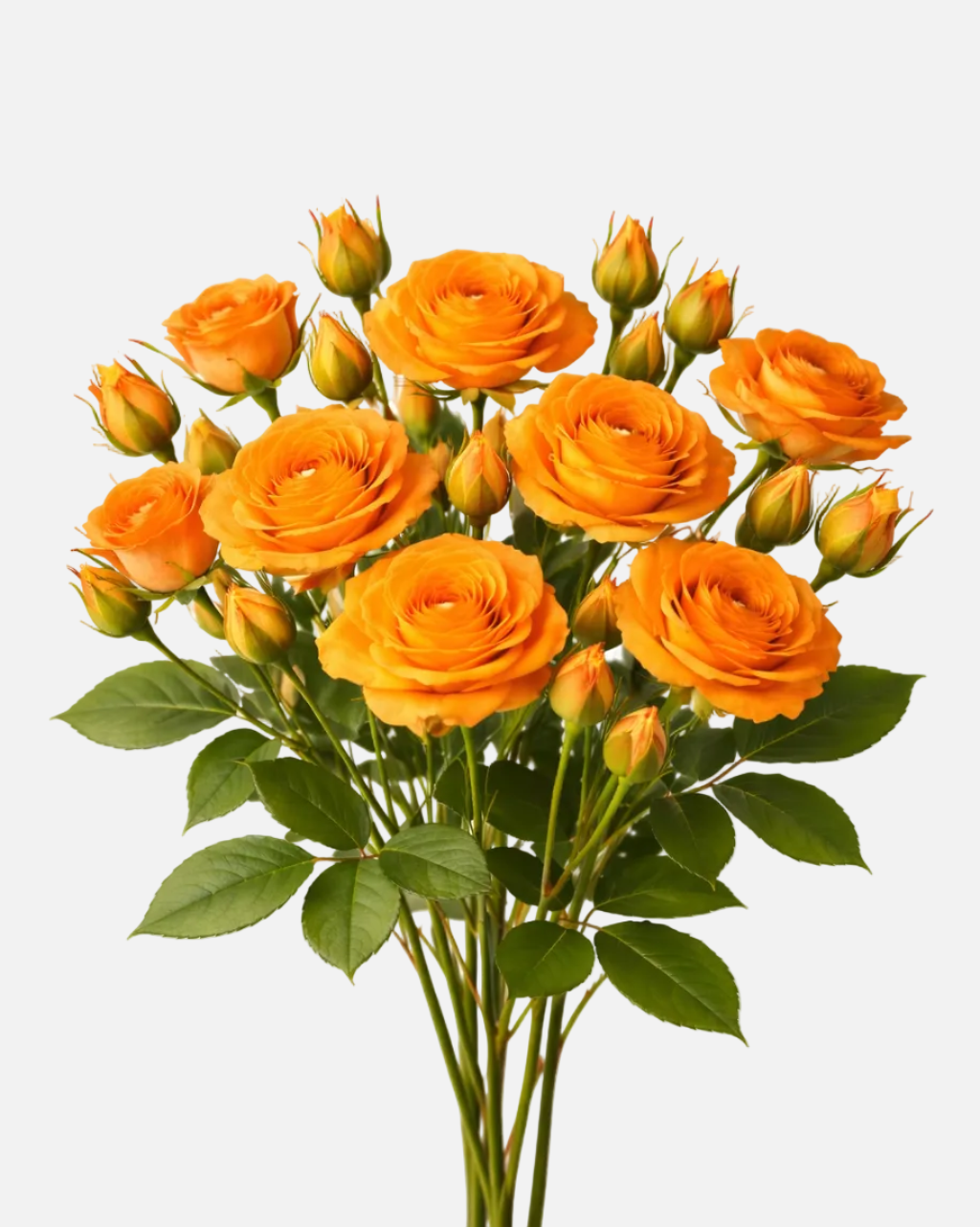 Spray Roses Orange