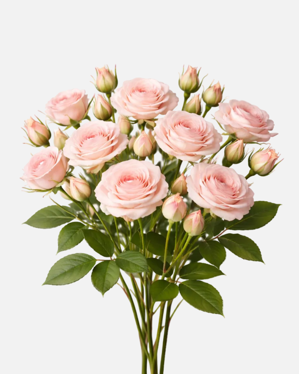 Spray Roses Pink Majolika