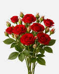 Spray Roses Red