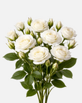 Spray Roses White