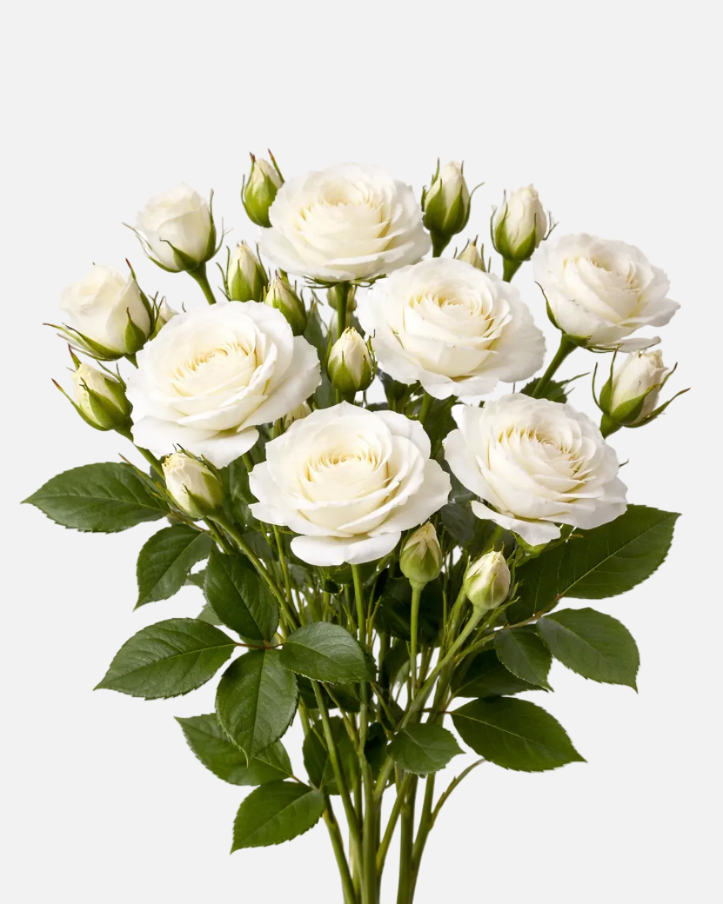 Spray Roses White