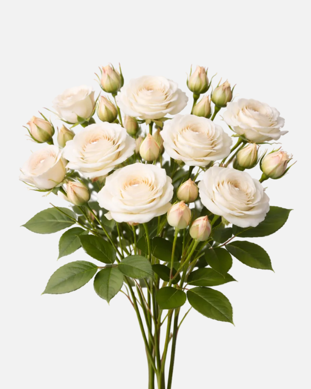 Spray Roses White Majolika