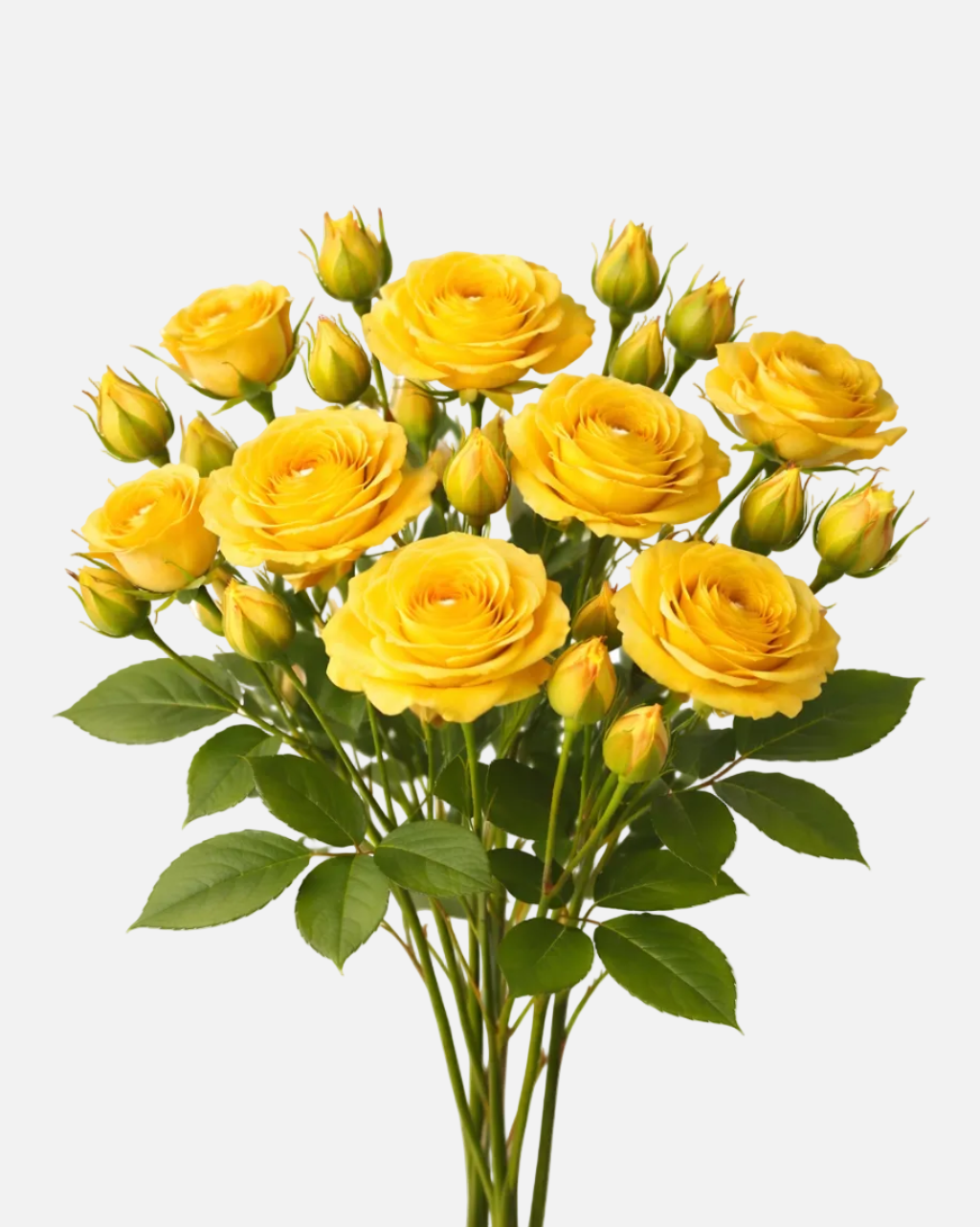 Spray Roses Yellow